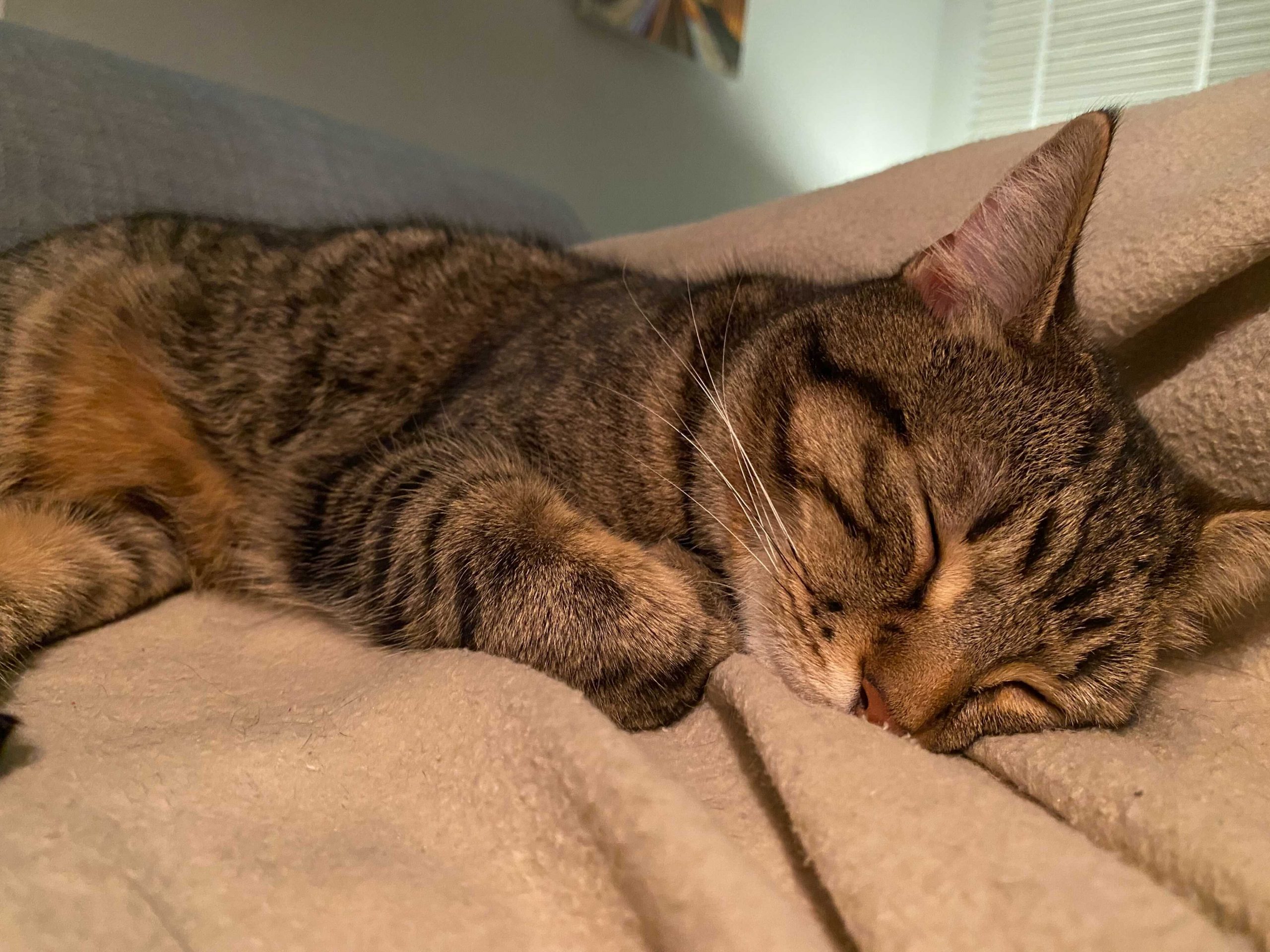 Would my cat hate my improv shows? The Maydays