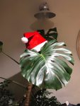 Tis the season to…. hide away because everything is too much